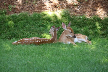Two fawns sleeping in the shade.