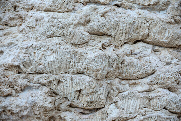 Fossil of sea coral in a reef on Red Sea in Egypt