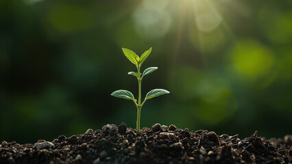 Young plants growing in the sun. Environmental and ecological concepts.