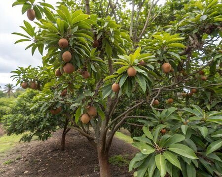 Sapodilla tree with ripe fruits in natural farm garden view