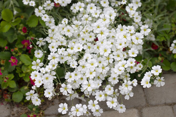 Small White Garden Flowers with Blurred Background – Soft Bokeh Floral Texture for Natural Spring or Summer Design, Gentle Bloom with Delicate Petals and Light Green Garden Ambience