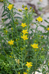 Yellow flax (Linum flavum) in bloom.