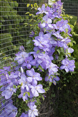 Garden Serenity with Blooming Clematis Flowers