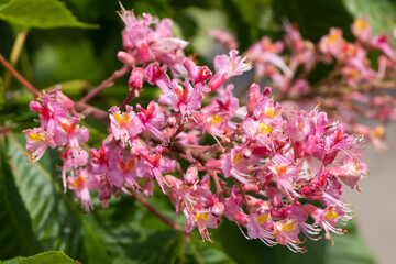 Macro Shot of Pink Chestnut Blossoms in Spring Light