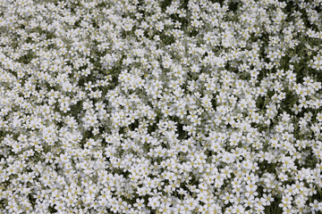 Background of Small White Garden Flowers in Bloom – Soft Natural Floral Texture for Spring and Summer Designs, Botanical Nature Wallpaper with Delicate Petals and Greenery