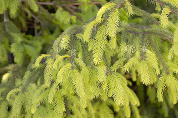 Natural Background of Young Green Spruce Branches – Fresh Coniferous Texture for Forest, Botanical, Eco-Friendly, or Holiday Design with Soft Focus and Lush Evergreen Foliage