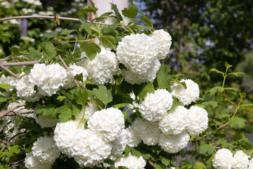 Horizontal Garden Background with White Hydrangeas in Bloom – Soft Elegant Floral Texture for Wedding Themes, Seasonal Nature Design, Botanical Projects, or Outdoor Floral Decor