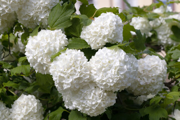Horizontal Garden Background with White Hydrangeas in Bloom – Soft Elegant Floral Texture for Wedding Themes, Seasonal Nature Design, Botanical Projects, or Outdoor Floral Decor