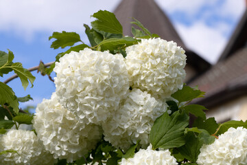 White Hydrangea Flowers Blooming in Garden – Horizontal Floral Scene with Soft Petals and Green Foliage for Nature Background, Wedding Decor, Botanical Design, or Summer Landscape Use