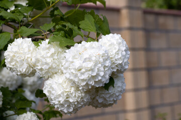 Horizontal Garden Background with White Hydrangeas in Bloom – Soft Elegant Floral Texture for...
