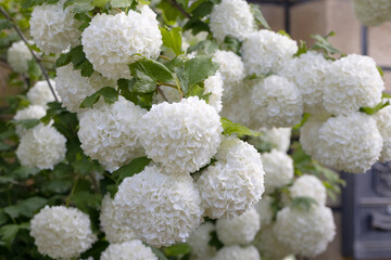 White Hydrangea Flowers Blooming in Garden – Horizontal Floral Scene with Soft Petals and Green Foliage for Nature Background, Wedding Decor, Botanical Design, or Summer Landscape Use