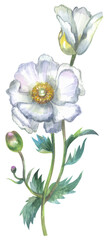 Matilija poppy. Watercolor hand drawing painted illustration.