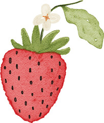Watercolor Illustration of red strawberry fruits