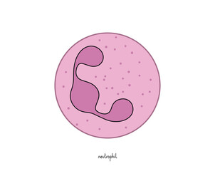 Neutrophil Vector Graphic – Innate Immune Response Cell Art