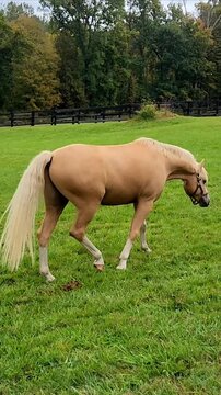 hPalomini orse in the field