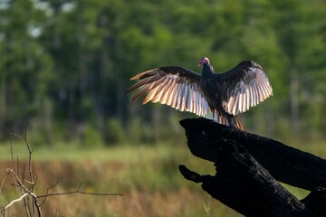 Turkey vulture with wings spread in forest.