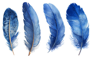 watercolor blue feathers, isolated on a transparent background