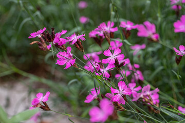 Carthusian pink flowers (Dianthus carthusianorum) in bloom.