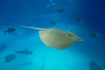 Honeycomb stingray (Himantura leoparda) under water