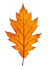 Obraz premium Autumn's Ember