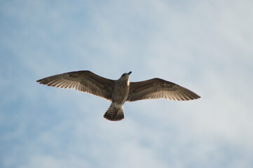 seagull in flight
