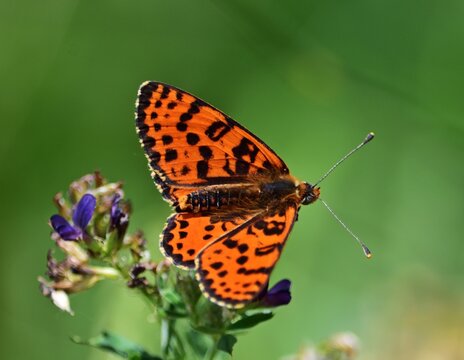 Roter Scheckenfalter (Melitaea didyma) Schmetterling im Burgenland