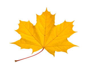 Fototapeta premium Vibrant Yellow Maple Leaf – Isolated PNG, AI Generated Autumn Nature Element