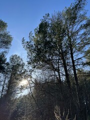 atmospheric coniferous trees in the forest