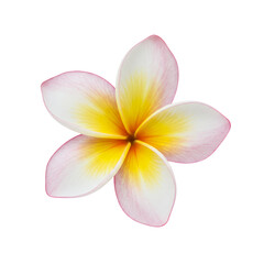 Pink and Yellow Plumeria Blossom on Transparent Background