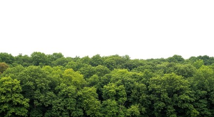 Lush Green Forest Canopy, Aerial View of Summer Trees - Bird's Eye View of Green Deciduous Woodland