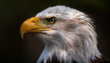 Obraz premium american eagle portrait fine art