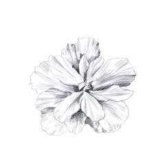 Fototapeta premium Hibiscus flower pencil sketch. Hand drawn botanical illustrations. Great for tattoo, invitations, greeting cards.