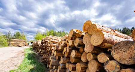 Log spruce trunks pile. Sawn trees from the forest. Logging timber wood industry. Cut trees along a...