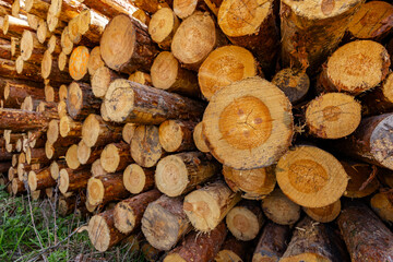 A Close-Up Look at Stacked Wooden Logs - Natural Textures and Patterns