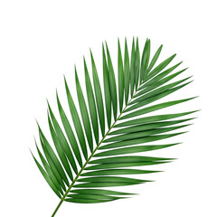 Obraz premium palm leaf isolated on white