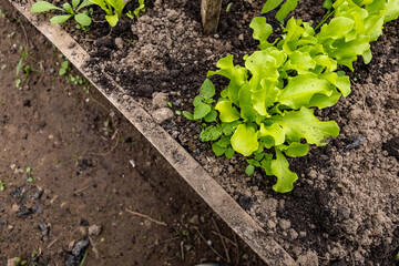 Wooden vegetable bed box with soil in the home garden. Ecology and homegrowing concept.