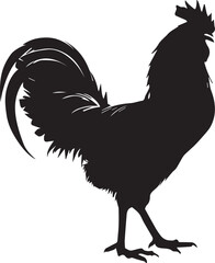 Vector Silhouette Rooster isolated on white background 