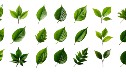 Various green leaf designs showcasing different shapes and styles suitable for nature-themed 
