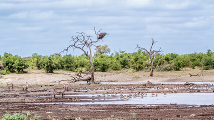 Flock of Egyptian Goose and waterbuck in lake side during drought in Kruger National park, South...