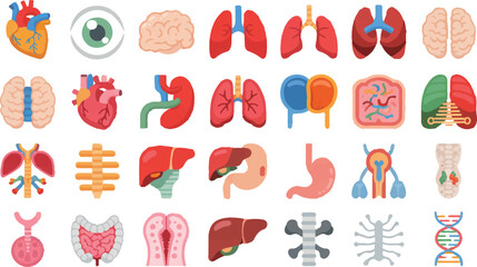 Colorful Vector Icons of Internal Human Organs for Medical, Biology, and Anatomy Design Applications