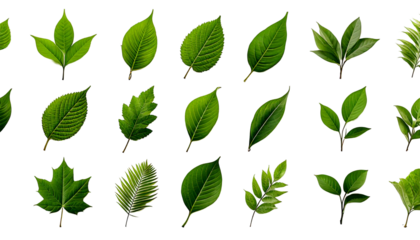 Various green leaf designs showcasing different shapes and styles suitable for nature-themed 