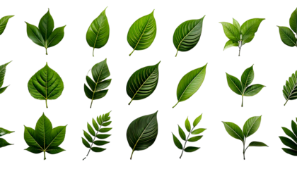 Various green leaf designs showcasing different shapes and styles suitable for nature-themed 