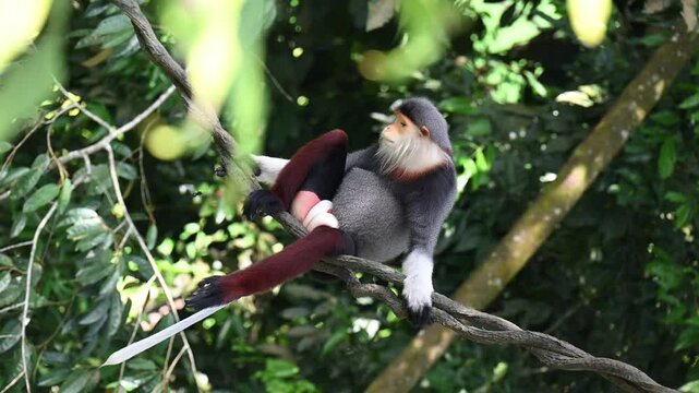 red-shanked douc langer monkey