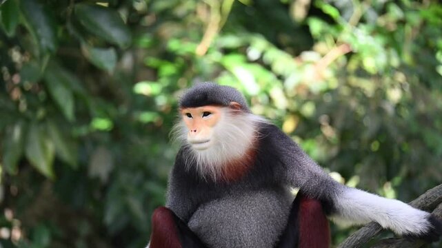 red-shanked douc langer monkey