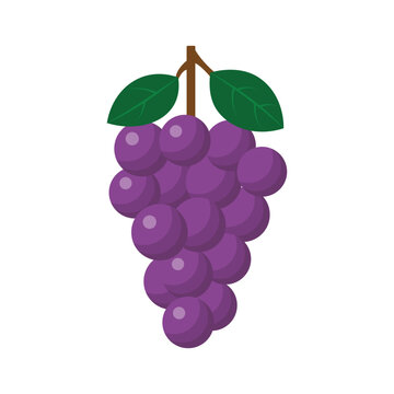 Purple Grapes Vector Illustration Fresh Fruit and Healthy Food
