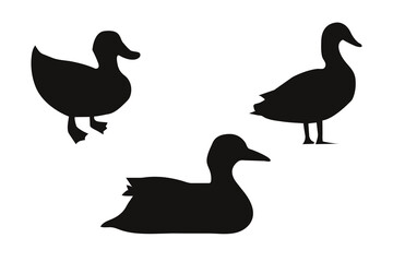 Duck silhouette set on a white background. Vector illustration