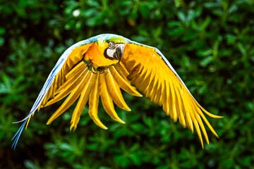 Blue-and-yellow macaw, Ara ararauna, bird in flight