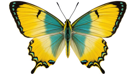 Isolated Butterfly