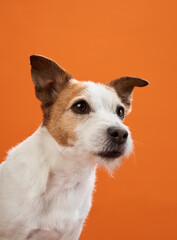 A close-up portrait of a Jack Russell Terrier against an orange background, showing a focused and...