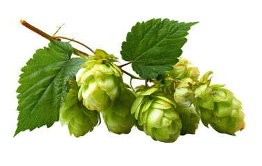 Hops isolated on a transparent background